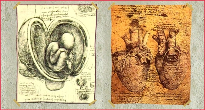 leonardo da vinci sketches 3